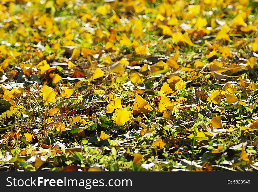 Autumn view of golden gingkgo leaves on the ground. Autumn view of golden gingkgo leaves on the ground