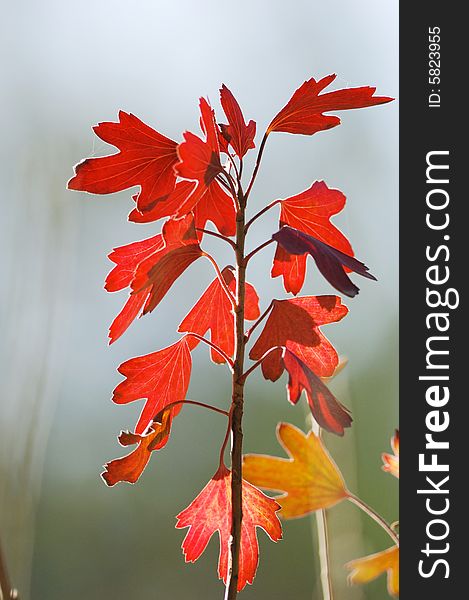 Red leaves in autumn against the backdrop of grey