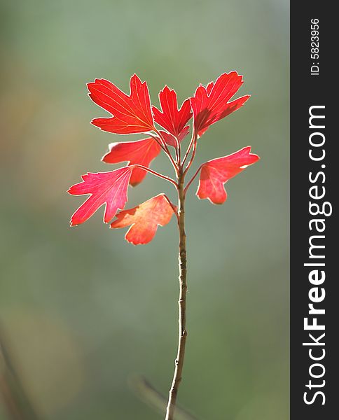 A branch with red leaves in autumn against the backdrop of grey. A branch with red leaves in autumn against the backdrop of grey