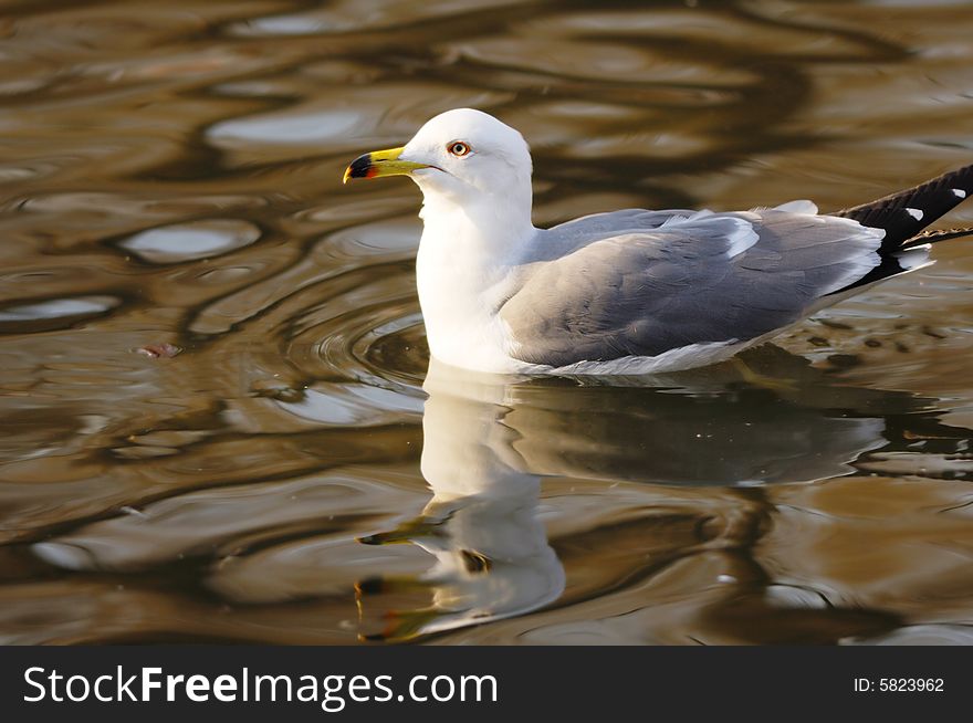 A seagull swimming in the lake