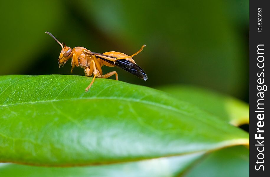 Close-up of Red Social Paper Wasp (Polistes carolinus) cleaning its wings on a Southern Magnolia leaf.