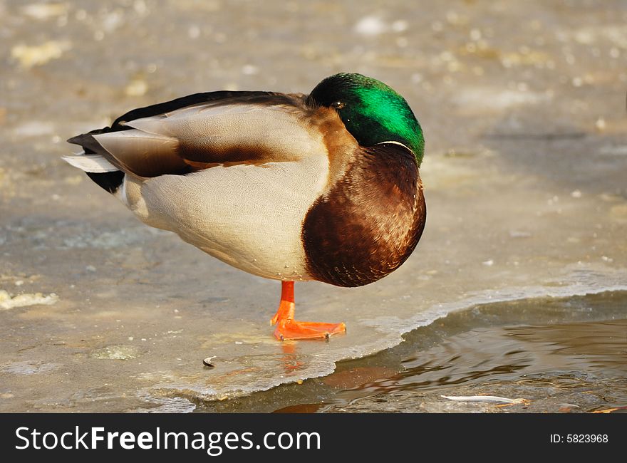 A mallard duck resting on ice. A mallard duck resting on ice