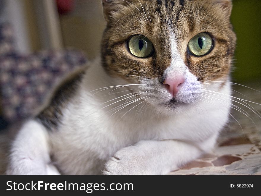 Closeup of a cat with hypnotizing eyes. Closeup of a cat with hypnotizing eyes