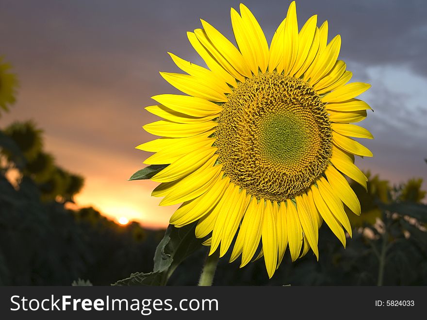 Closeup of a beautiful sunflower at sunset