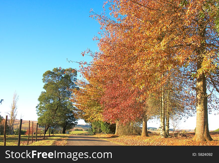 Autumn landscape with colourful trees, fields and tarrad road with rusted fence. Autumn landscape with colourful trees, fields and tarrad road with rusted fence