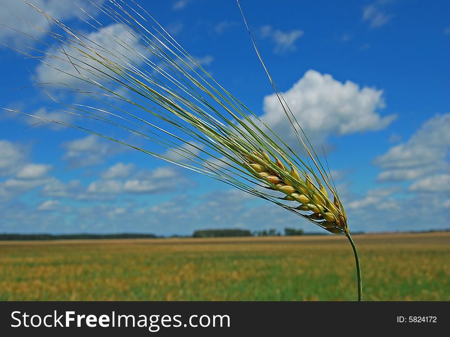 Milk maturity of barley. His corns yet shallow and soft. Milk maturity of barley. His corns yet shallow and soft.