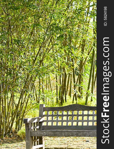 Bench in Bamboo Grove