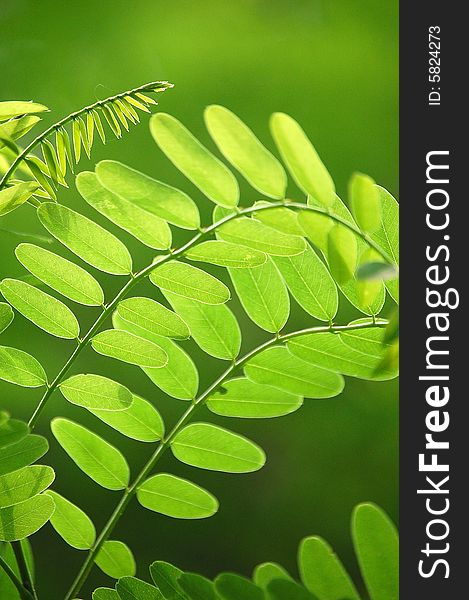 Branches of leaves in summer. shot against sunlight and natural green background.