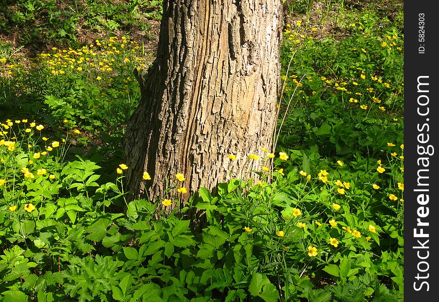 Yellow ranunculus near tree in the forest.