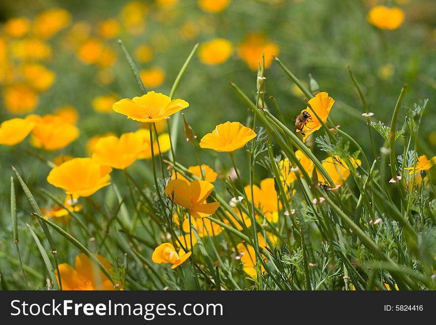 Beautiful yellow flowers on a green field. Beautiful yellow flowers on a green field