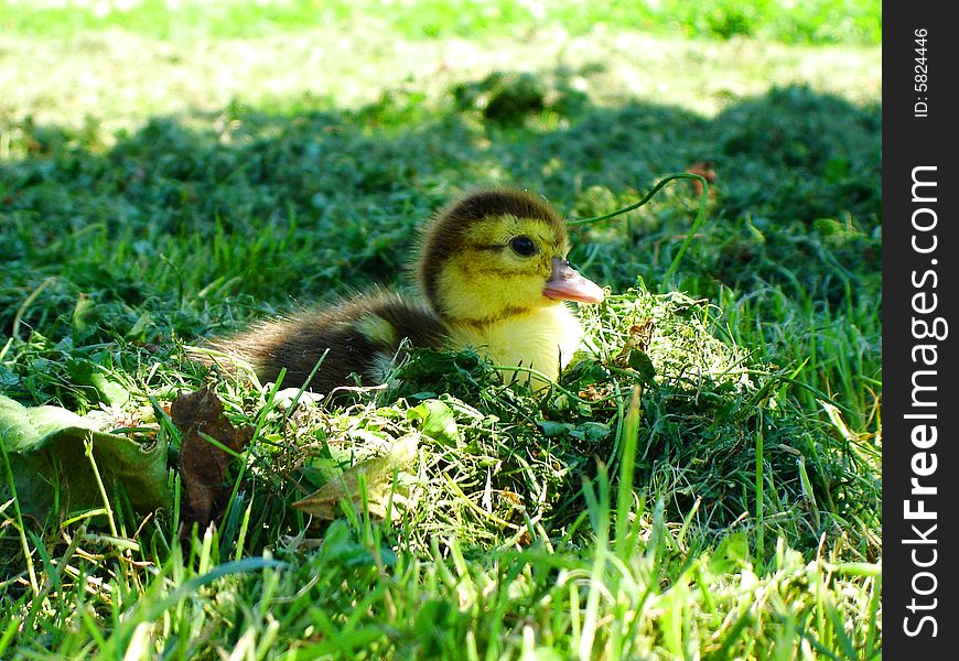 Little duck resting in grass