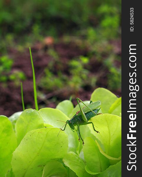 Grasshopper On Lettuce