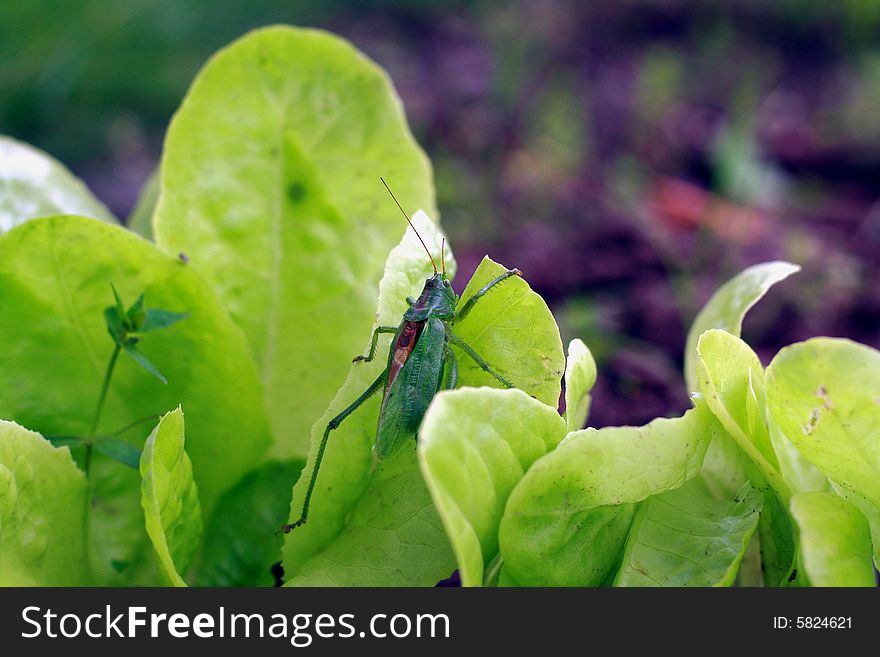 Grasshopper on lettuce