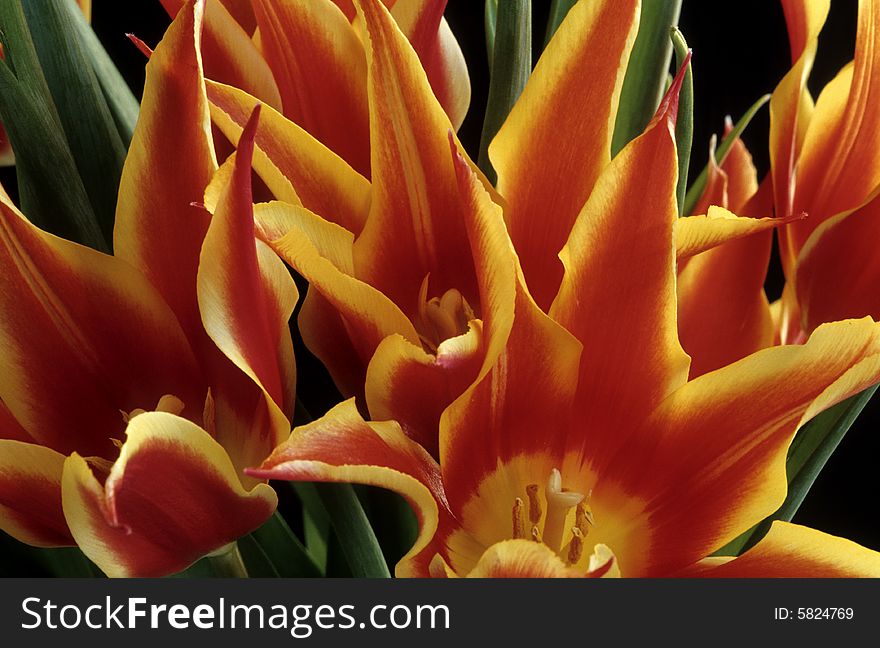 Flamming tulips at sunset in arrangement against black background