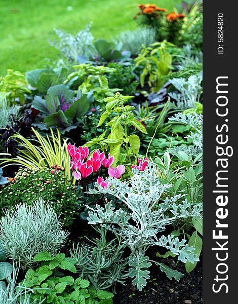 Autumn flower bed with beautiful plants. Autumn flower bed with beautiful plants