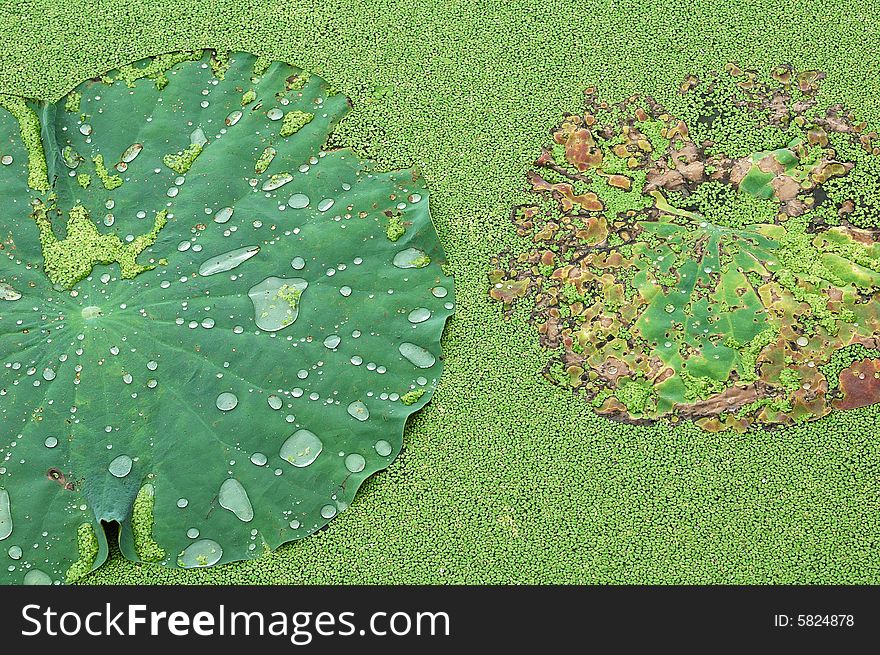 Beautiful water-drop on the lotus leaf.