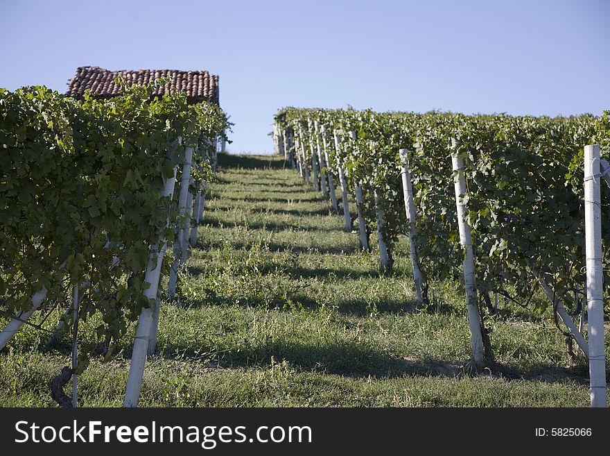 A italian hillside with view of vineyards. A italian hillside with view of vineyards