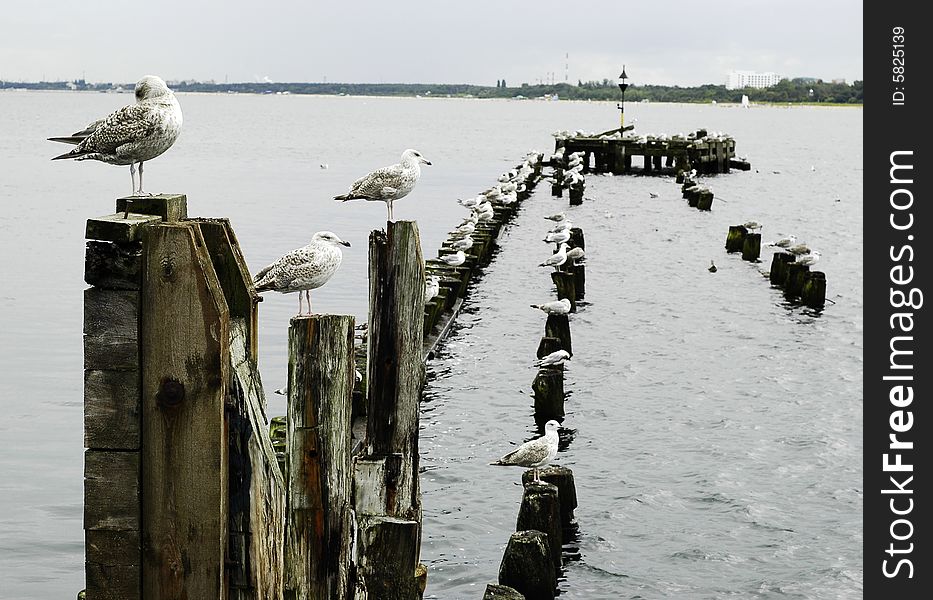 Photo og seagulls near the sea. Photo og seagulls near the sea