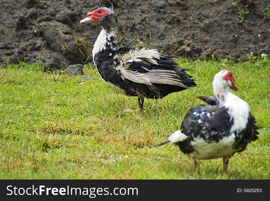 Domestic fowl on polish farm.