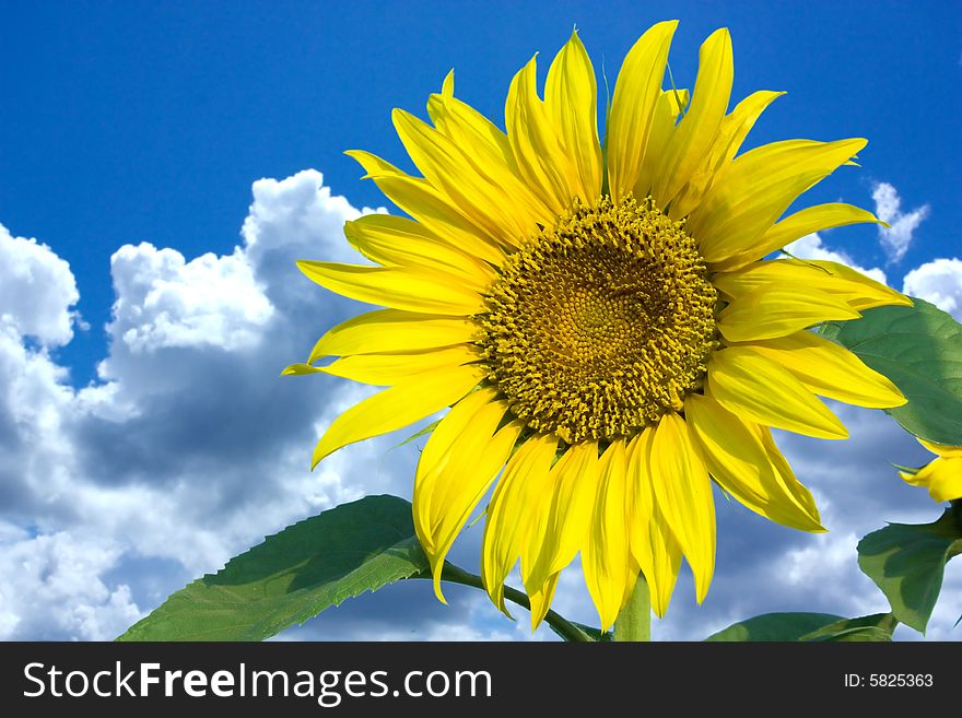 Sunflower on a background of the blue sky and clouds