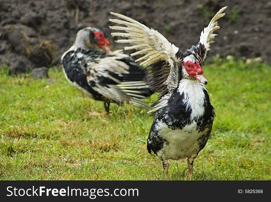 Domestic fowl on polish farm.