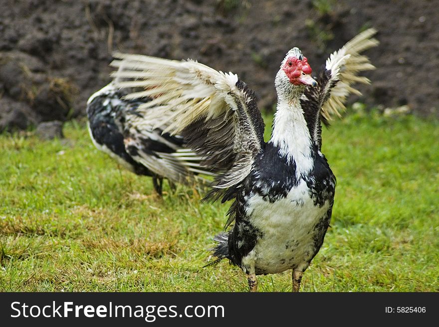 Domestic fowl on polish farm.