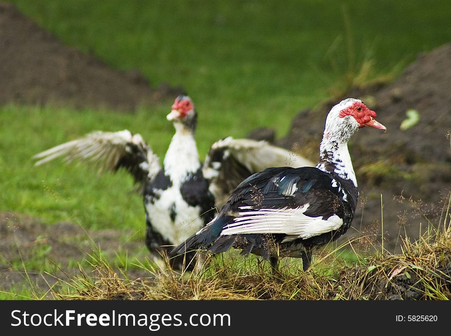 Domestic fowl on polish farm.