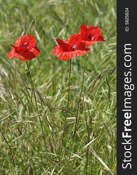 The three red poppies in sping