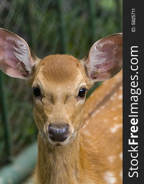 Beautiful baby spotted deer in China.