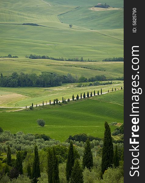 A italian hillside in summer