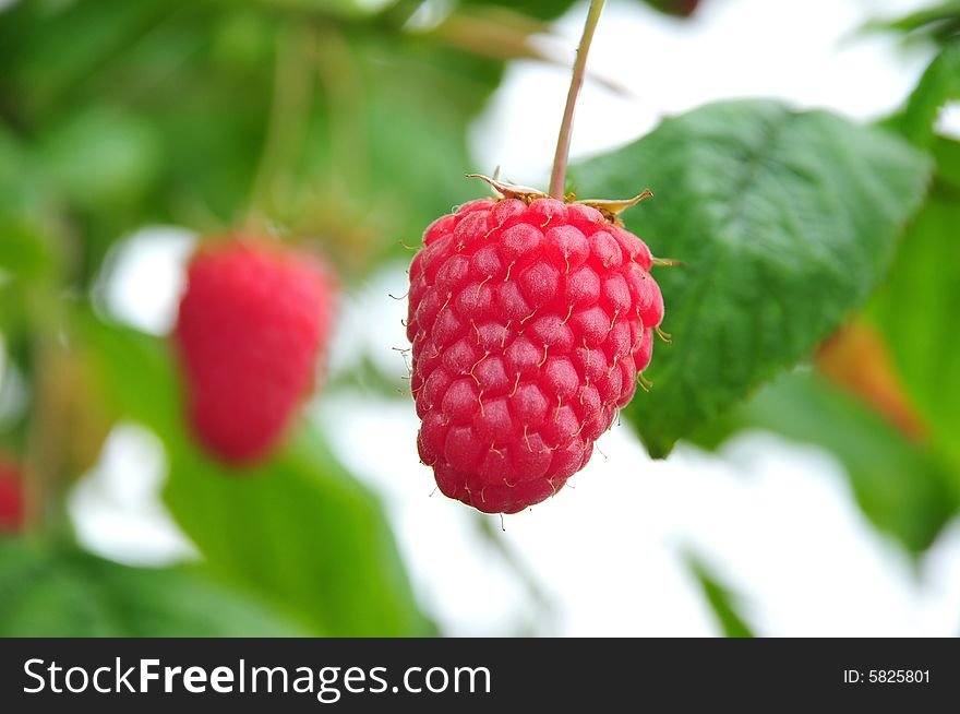 Close up view of single Raspberry with out of focus fruit and vegetation behind.