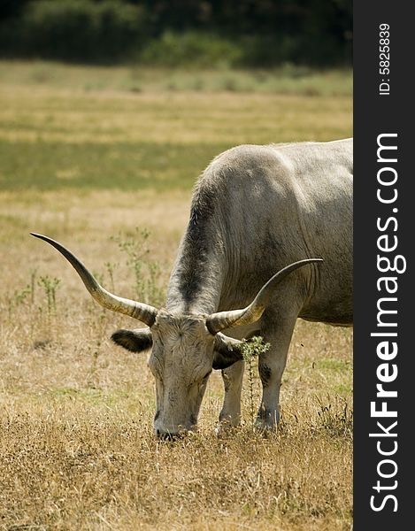 Image of a Maremma cow