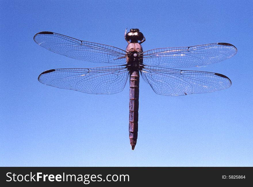 Photo of a dragonfly flying against a blue sky.