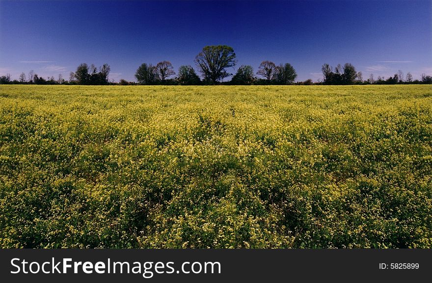 Picture made of four photos of a field of yellow flowers. Picture made of four photos of a field of yellow flowers.