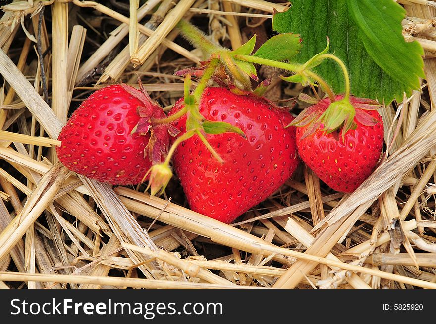 Three ripe Strawberries laying on a bed of straw. Three ripe Strawberries laying on a bed of straw