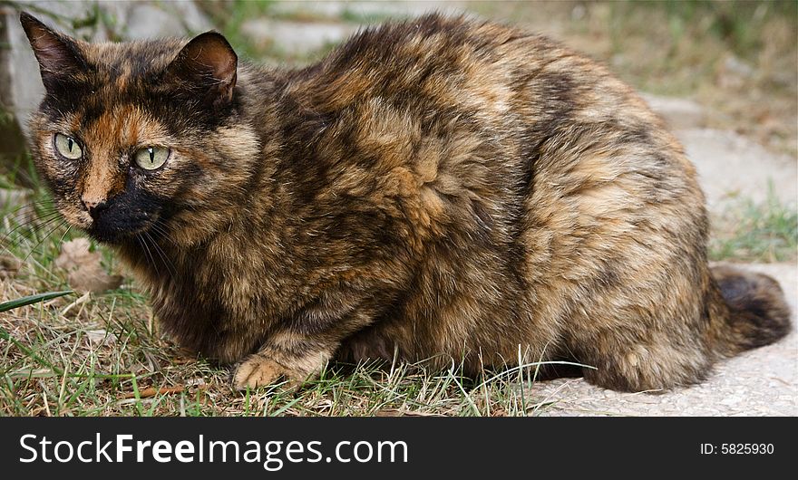 Photo of european calico cat sitting in the grass. Photo of european calico cat sitting in the grass