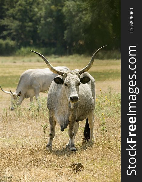 Image of a some Maremma cows