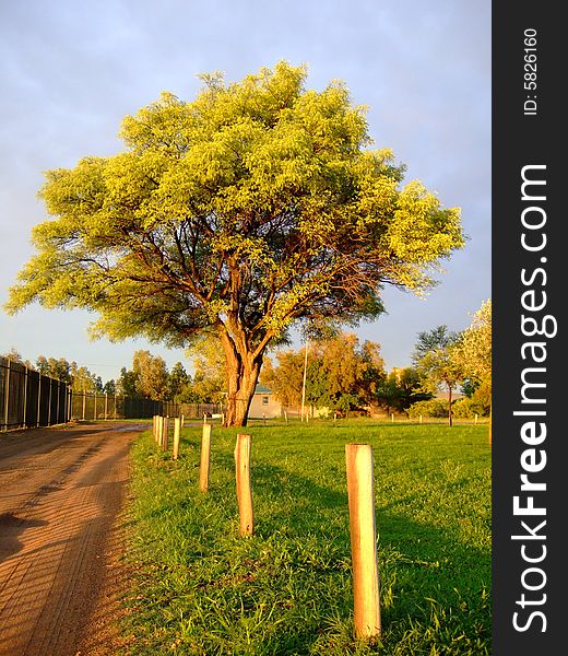 Larga acacia tree growing next to a dirt road in golden light. Larga acacia tree growing next to a dirt road in golden light