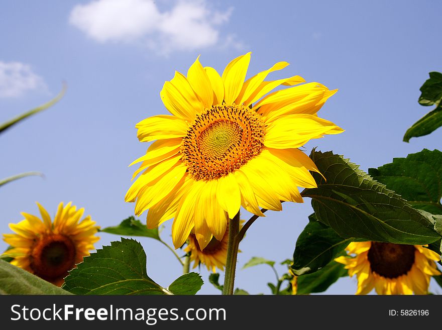 Sunflower against the background sky. Sunflower against the background sky