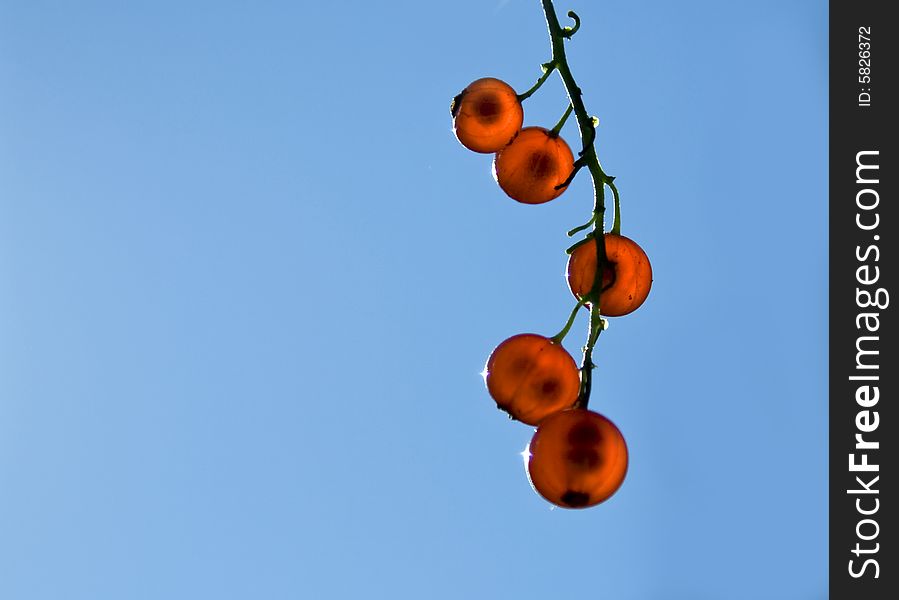 Red currant against blue sky