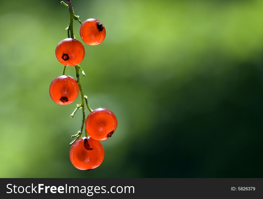 Red currant against green background