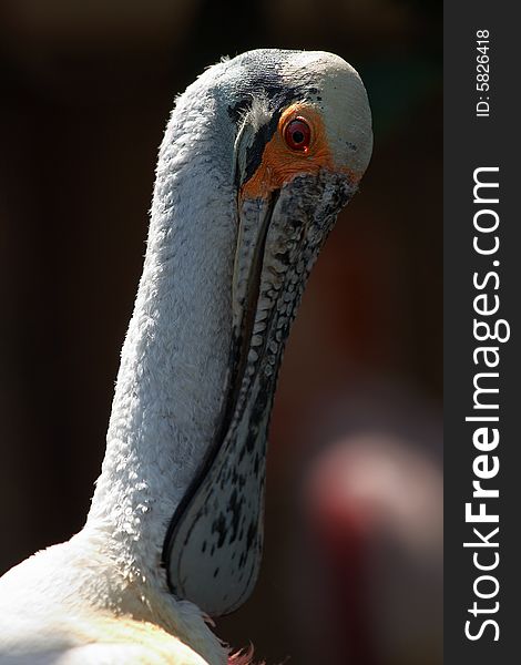 Face of beautiful roseate spoonbill (Platalea ajaja)