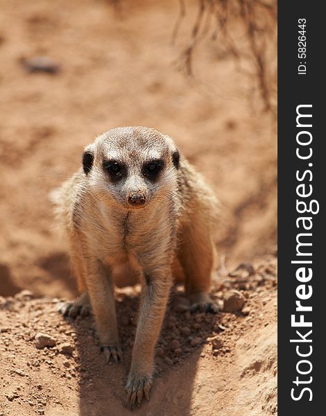 Meerkat