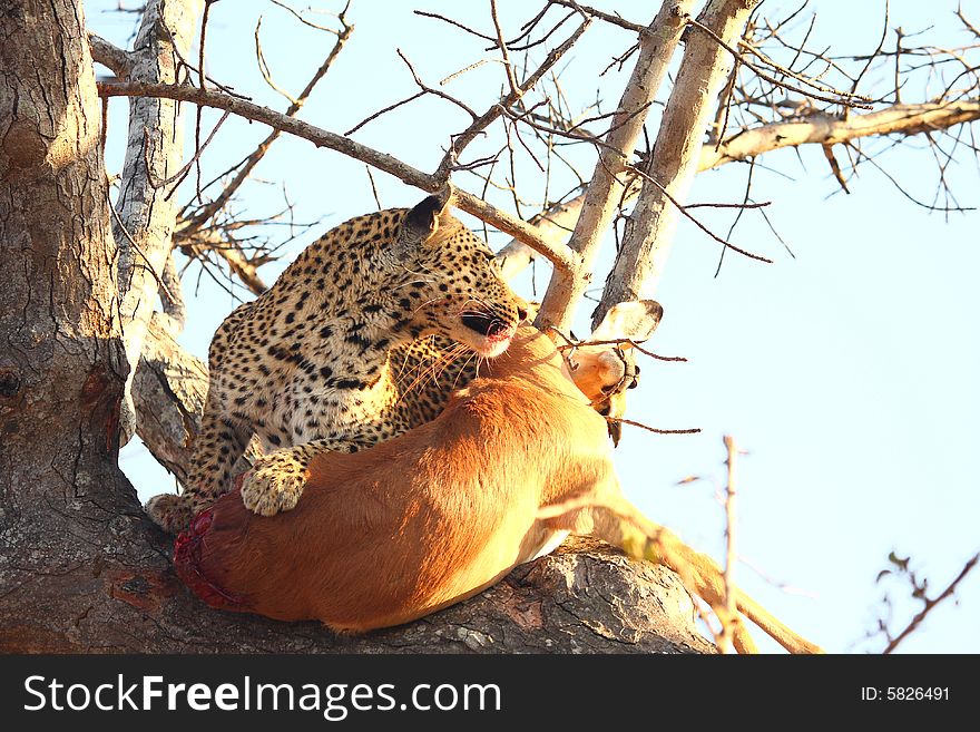 Leopard in a tree with kill in the Sabi Sands Reserve