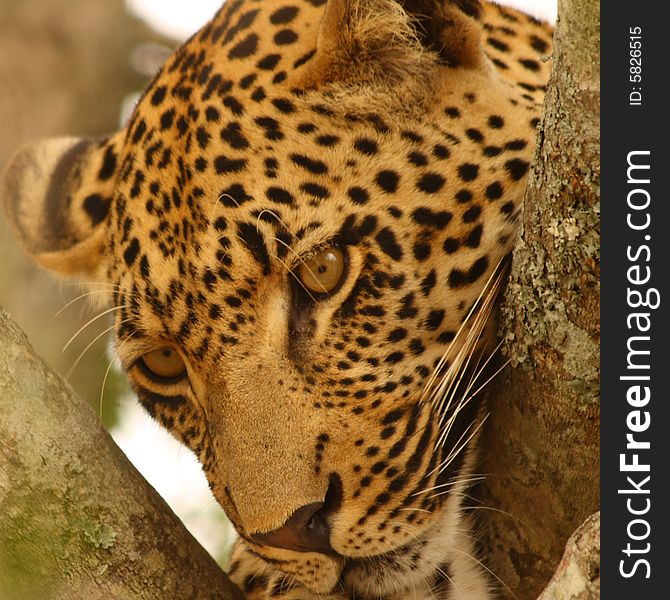 Leopard in a tree in the Sabi Sands Reserve