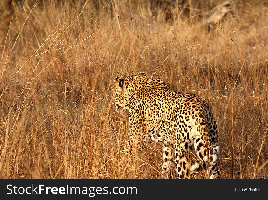 Leopard in the Sabi Sands Reserve