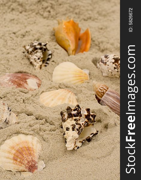 A lot of shells on sand background