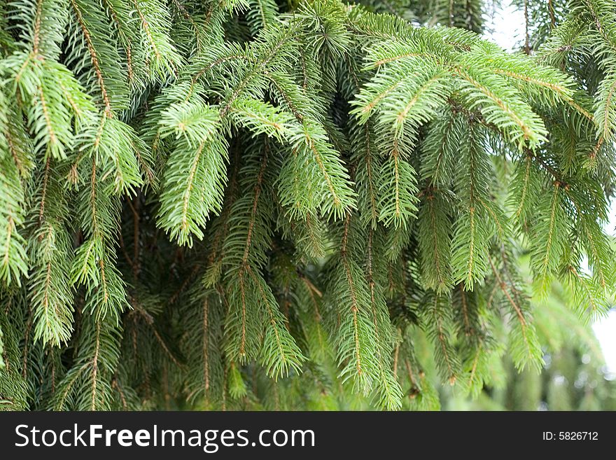 Fresh green pine brunches background