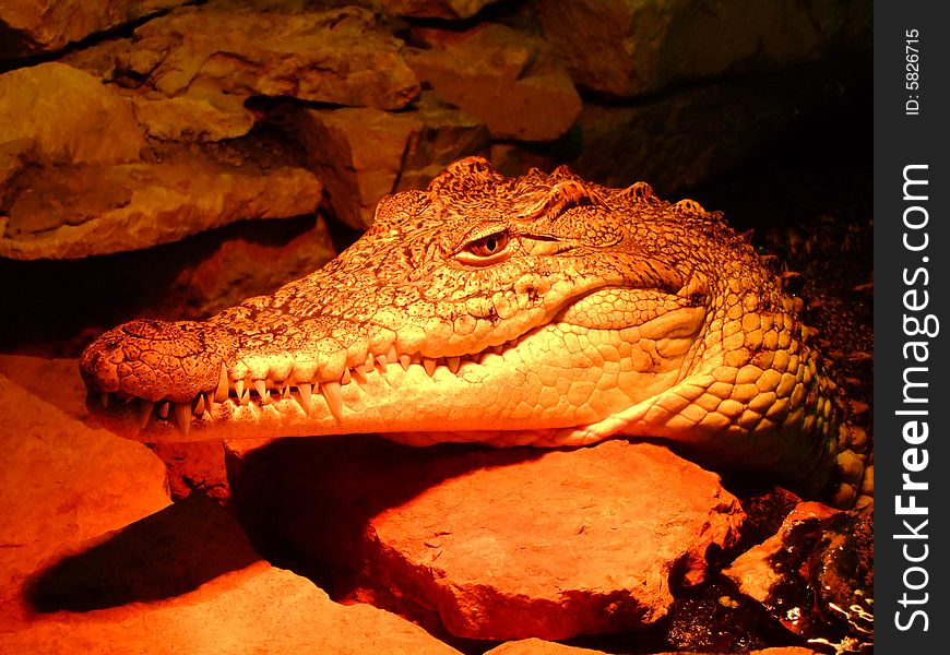 Photo of the crocodile in red light. An illustration for magazines about the nature.