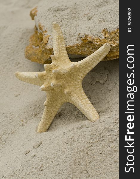 Starfish and stone on sand